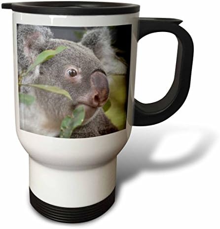3dRose Koala Мечка Бараат Право од Нерѓосувачки Челик Патување Кригла, 14 оз, Multicolor