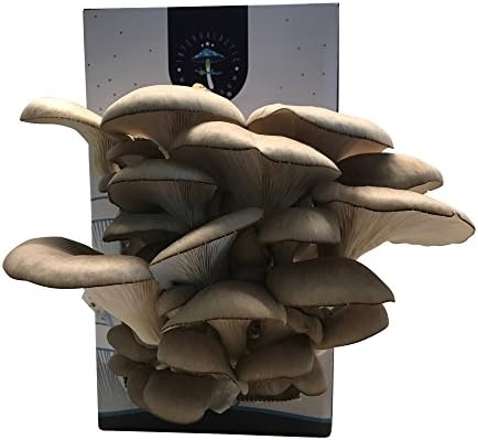 Остриги Печурки да Расте Комплет од Интергалактички Печурки. Расте Јадење и Гастрономски Печурки во затворен простор. Одличен Подарок.