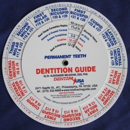 10 Dentition (Заб Ерупција) Guides/Лекар и Стоматолошки Студентот Испитот Студија Помош
